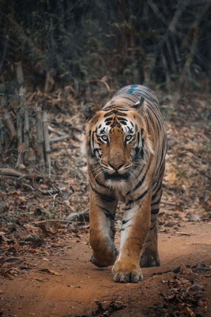 Tiger At Tadoba Tiger Reserve