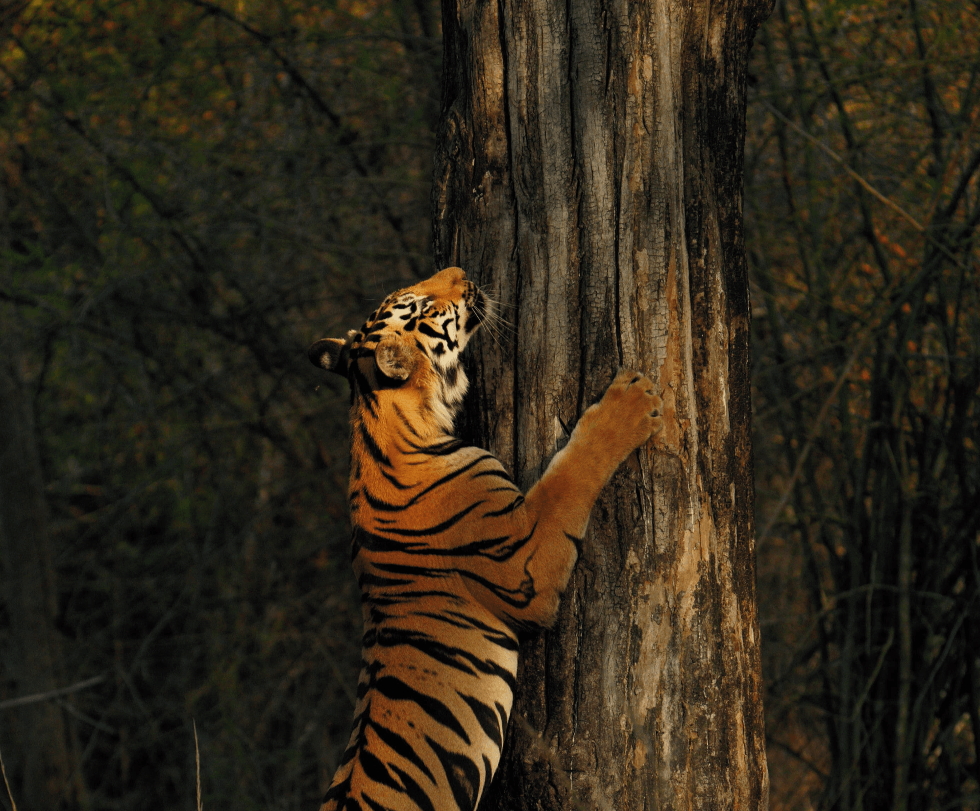 Tea plantation near Grassroots Wayanad