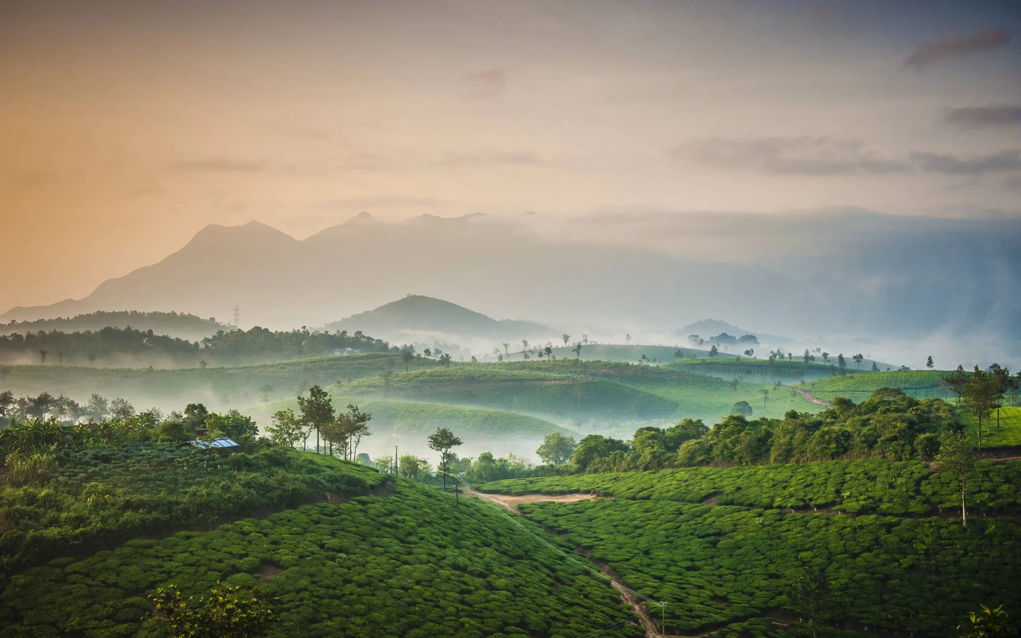 Morning mist settling over the green Wayanad hills