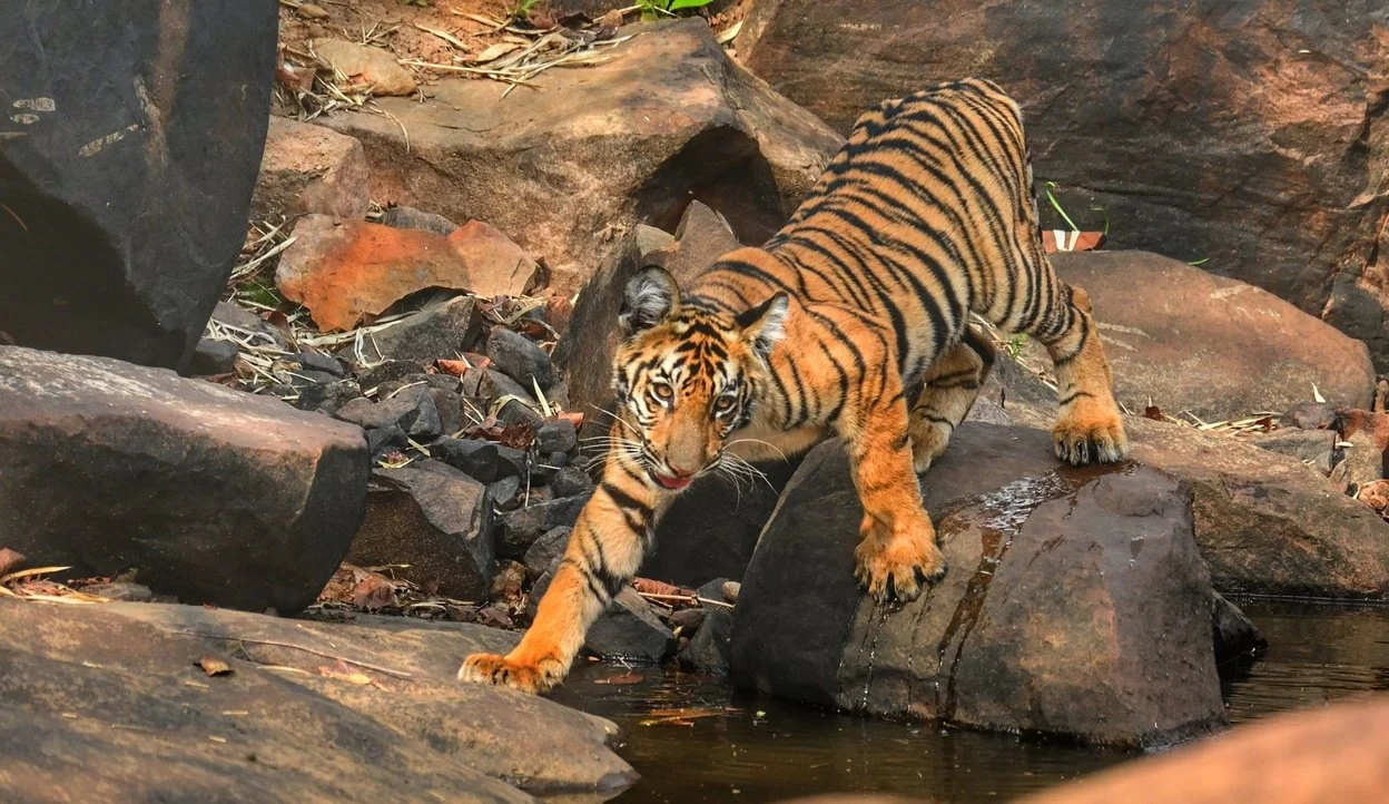 A tiger stepping down over rocks toward a forest pool