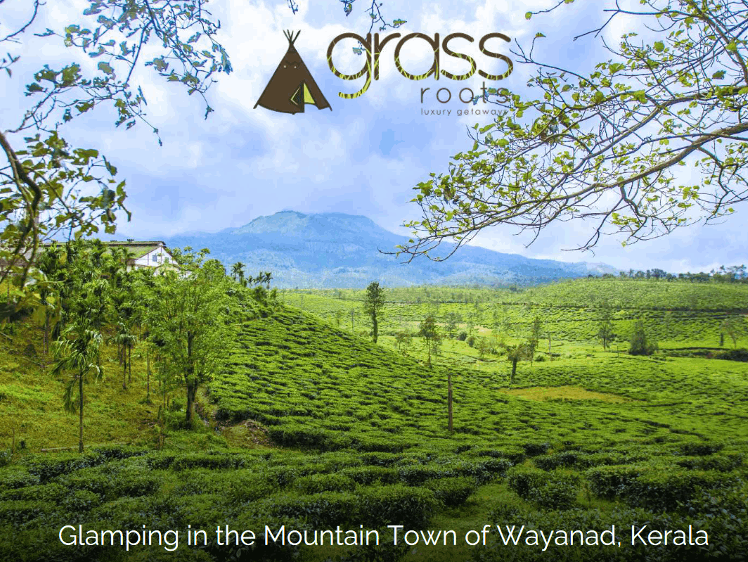 Tea plantation near Grassroots Wayanad