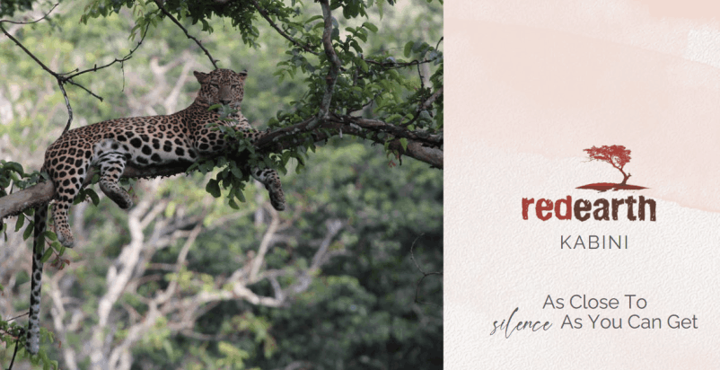 Leopard on a tree near Red Earth Kabin with Red Earth Kabini logo