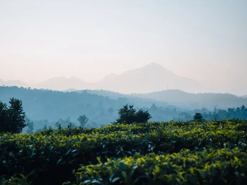 Tea gardens rolling toward layers of blue mountain