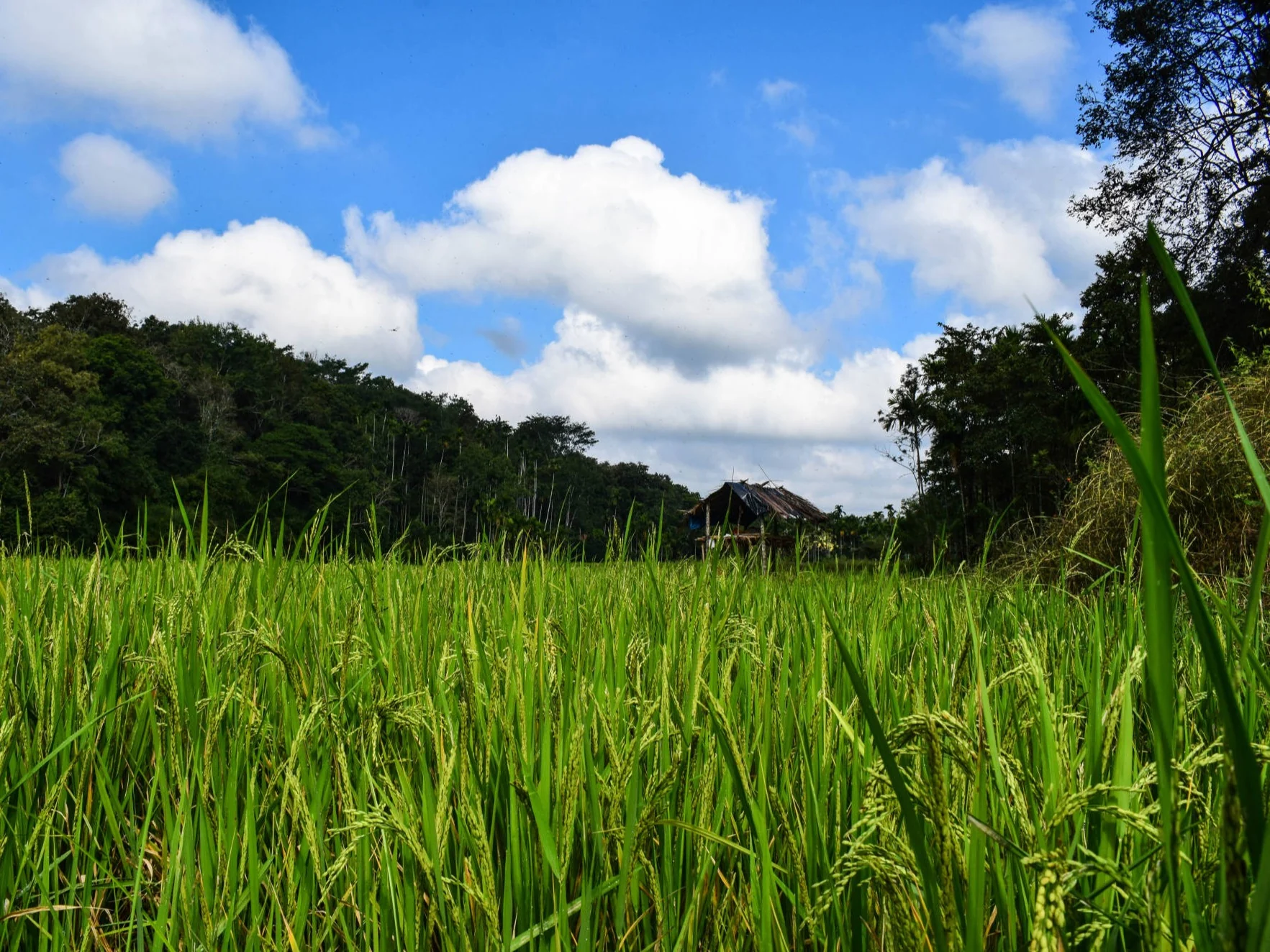 Green grain fields beneath a vivid Wayanad sky