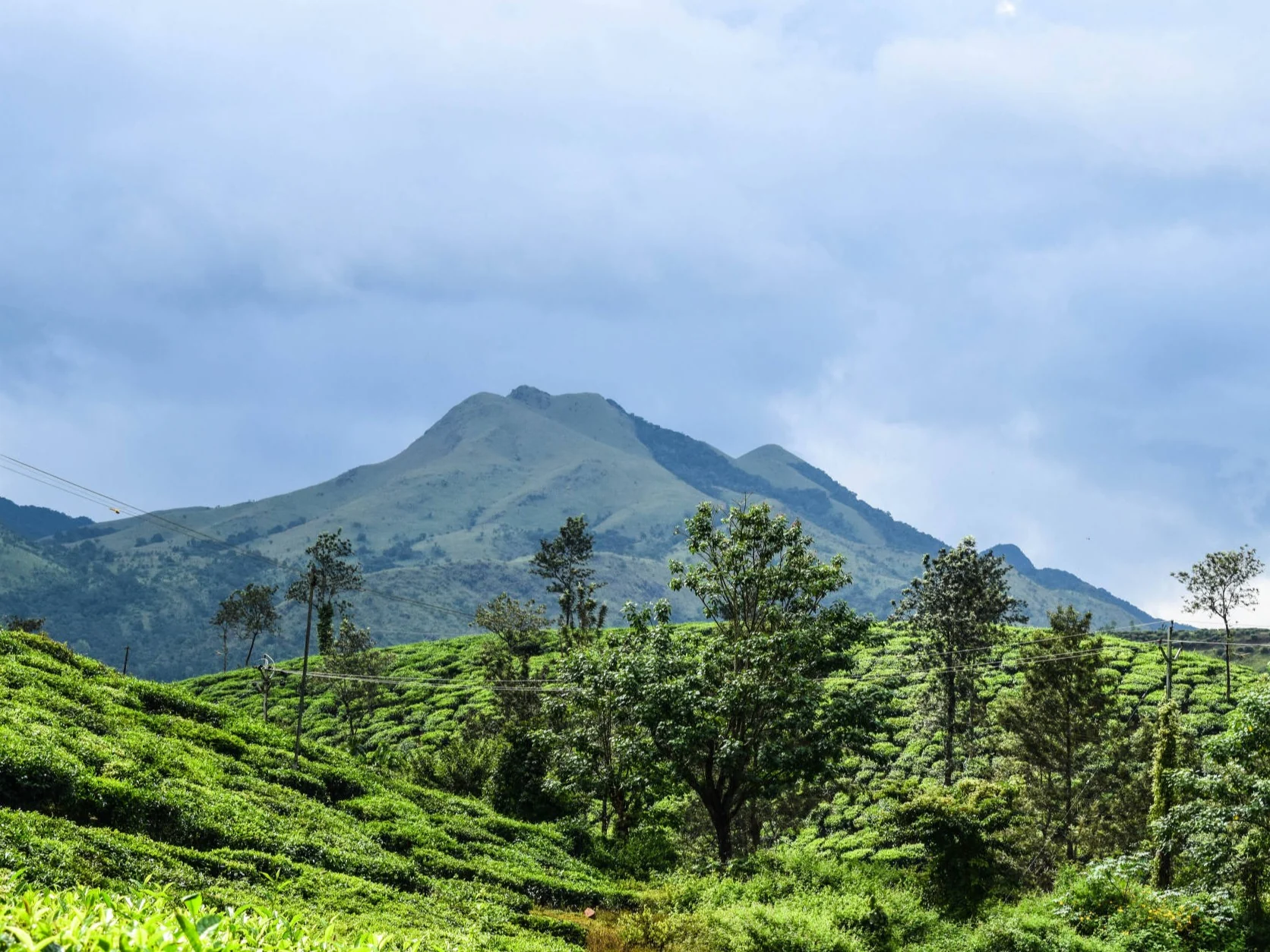 Chembra Peak rising above the tea country