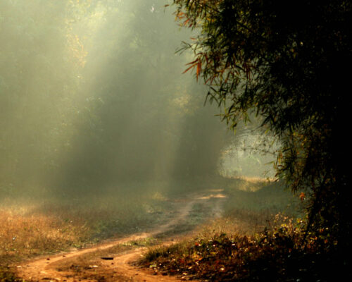 What Is The Best Time To Visit Tadoba?