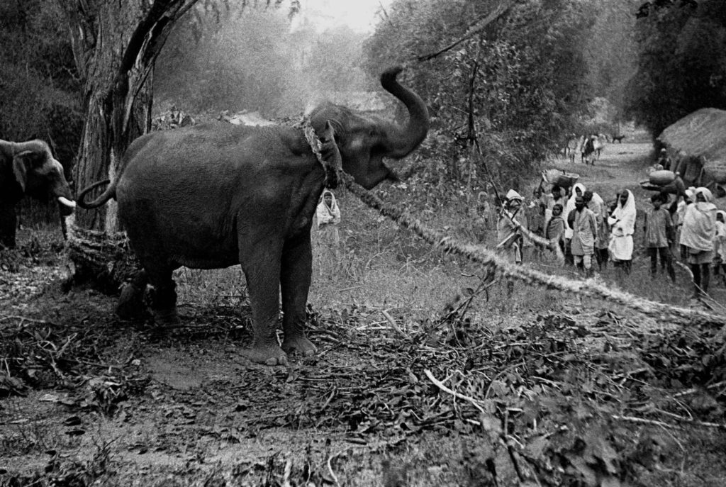 elephants near our resort in kabini