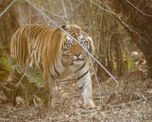How To Book A Tiger Safari In Tadoba