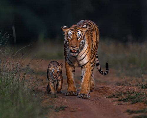 Forest Feature: Wildlife Sightings With Red Earth Tadoba Resort