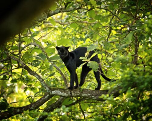 The Enigma Of The Forests: The Black Panther | Red Earth Kabini