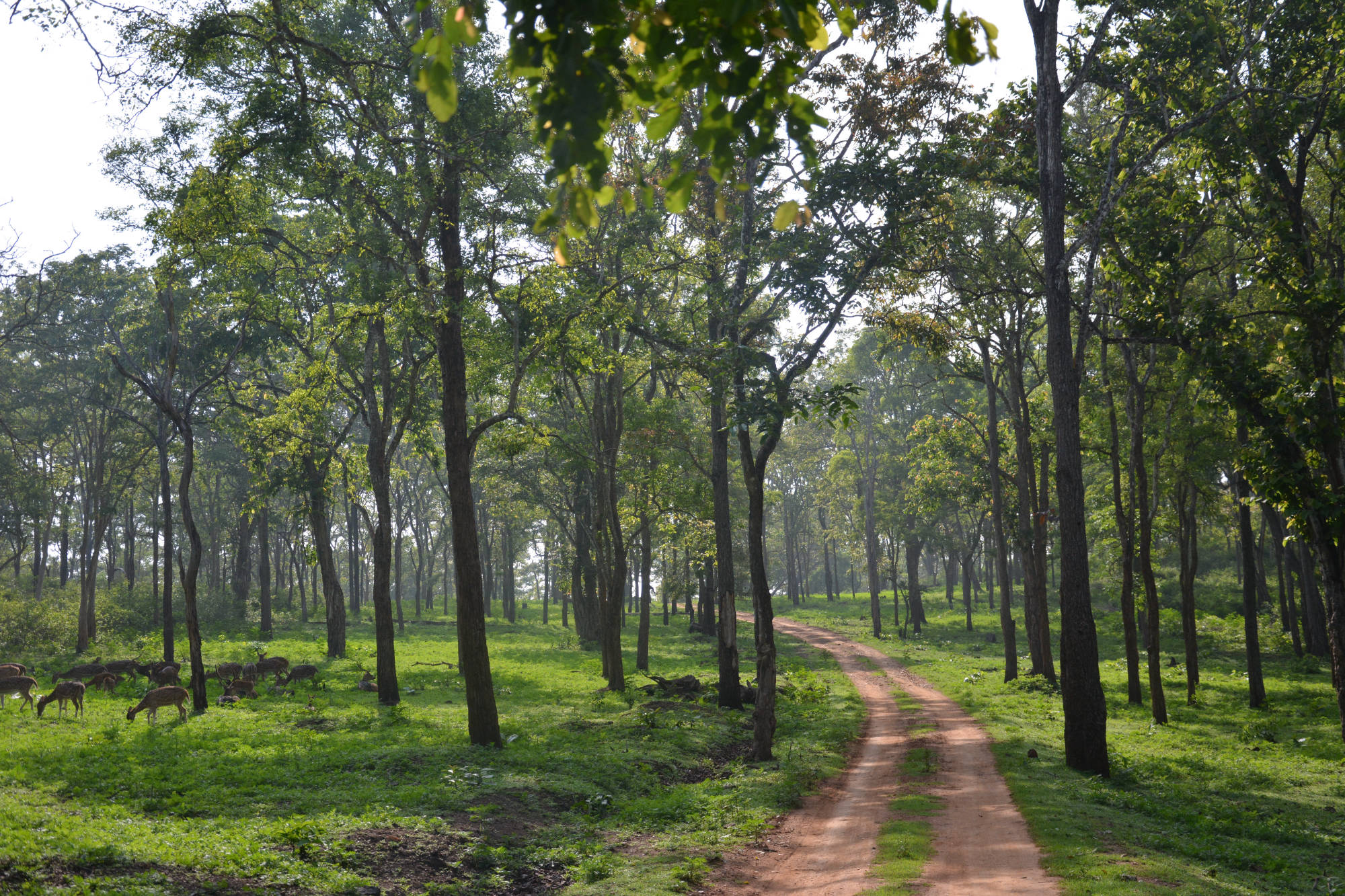 forest-feature-redearth | Redearth Tadoba