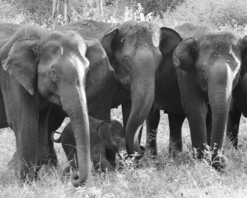 History Of Kabini And Nagarhole | Red Earth Kabini