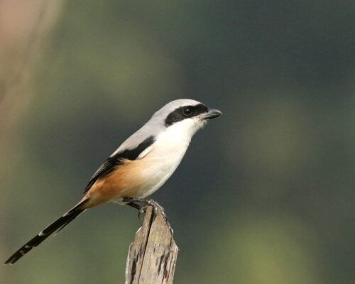 Birds Of Tadoba | Red Earth Tadoba