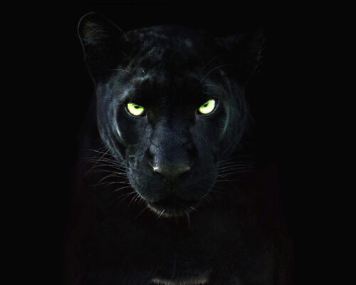 Jungle of Bagheera – Kabini