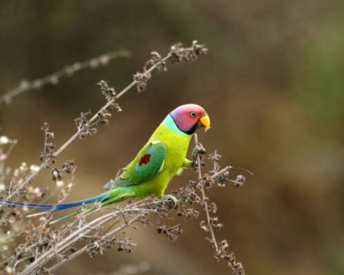 Two Must-See Raptors Of Kabini
