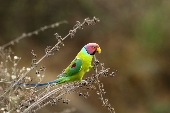 Kabini Backwater Viewpoint-Red Earth Wild Diaries - Red Earth