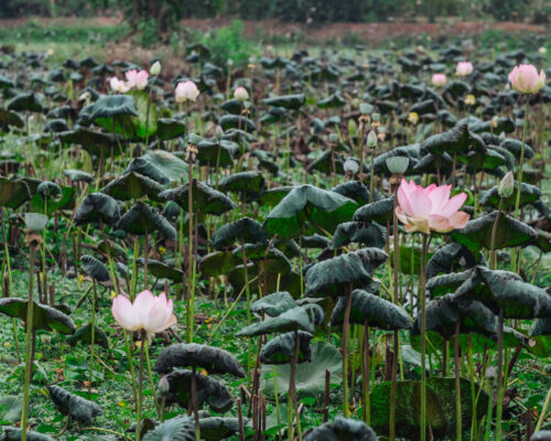 Experiential Things To Do In Kabini Reserve