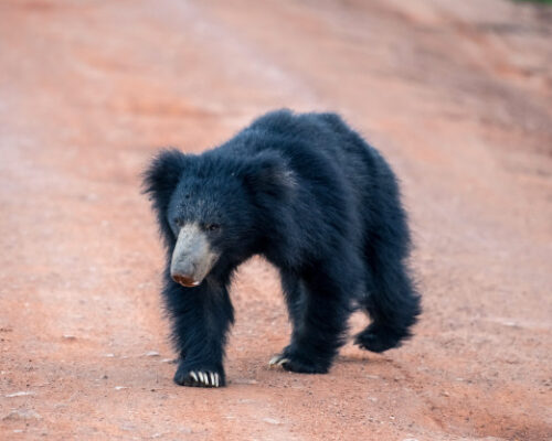 More Wildlife Of Tadoba