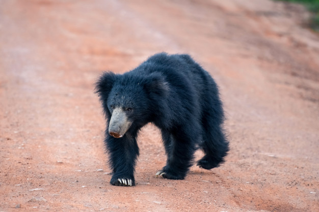 Bear in Kabini