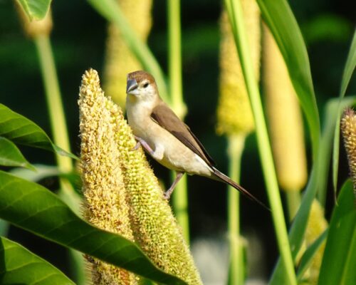 Birding Hotspots In Tadoba!