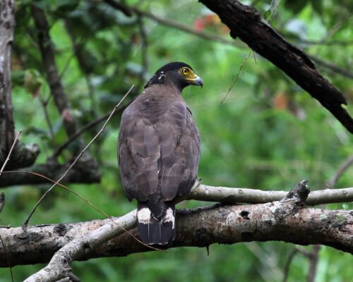Birdwatching in Kabini