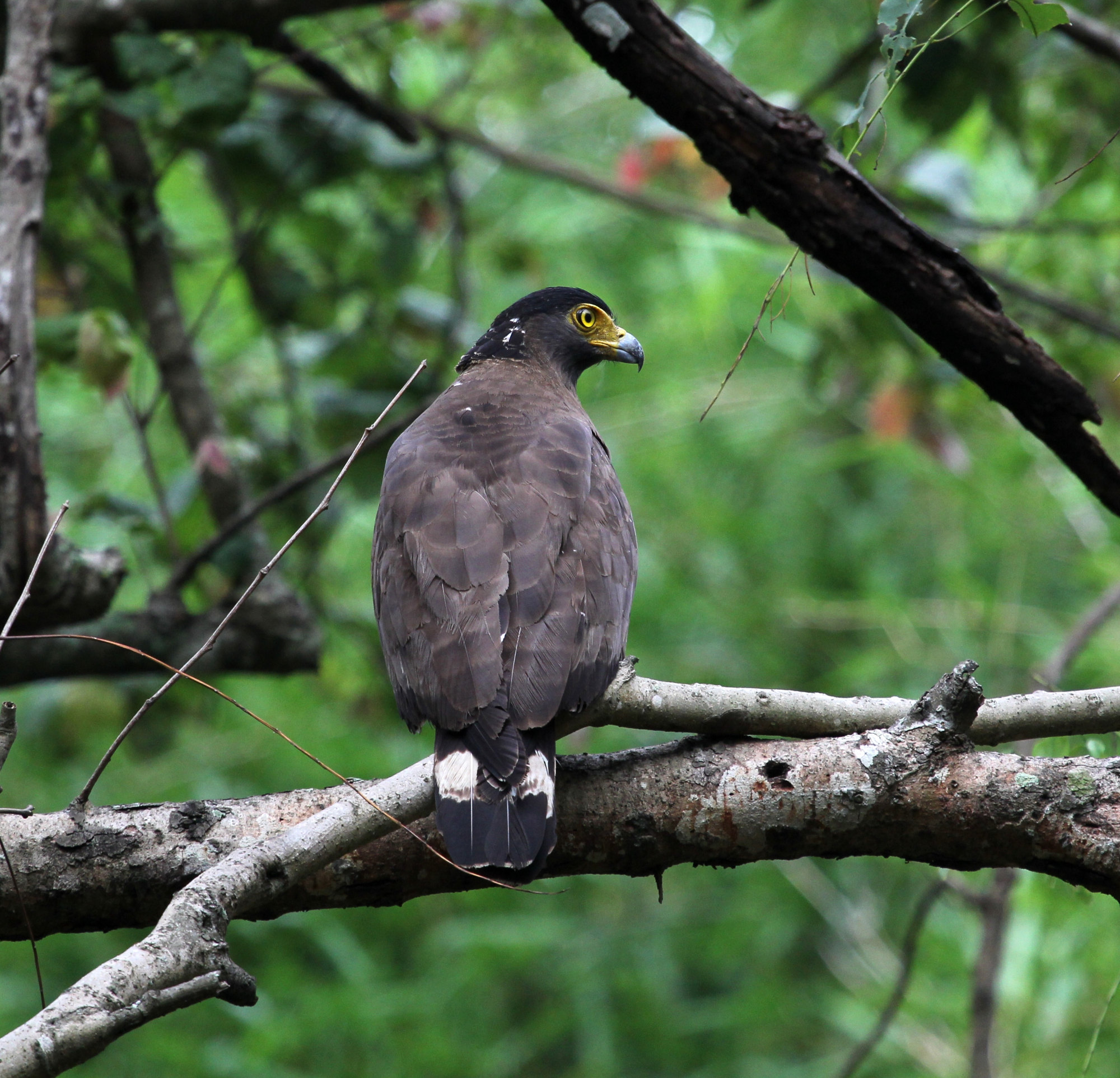 a raptor near our resort in kabini