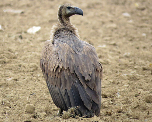 Birds Around Our Resort In Tadoba | Red Earth Tadoba 
