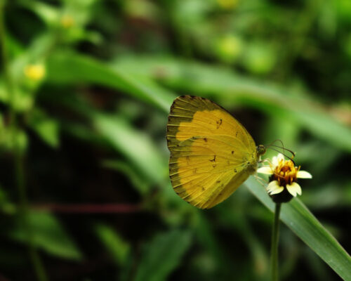 Small Life Around Our Resort In Tadoba