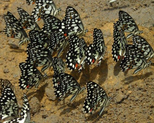 Beyond Big Wildlife At Red Earth Kabini