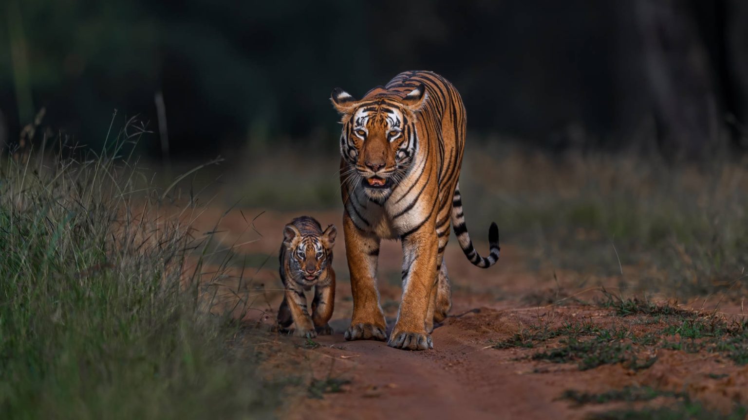 Tigers In Kabini - Red Earth