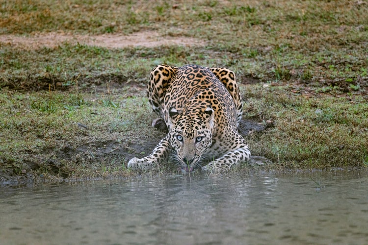 A leopard having a sip of water in Kabini