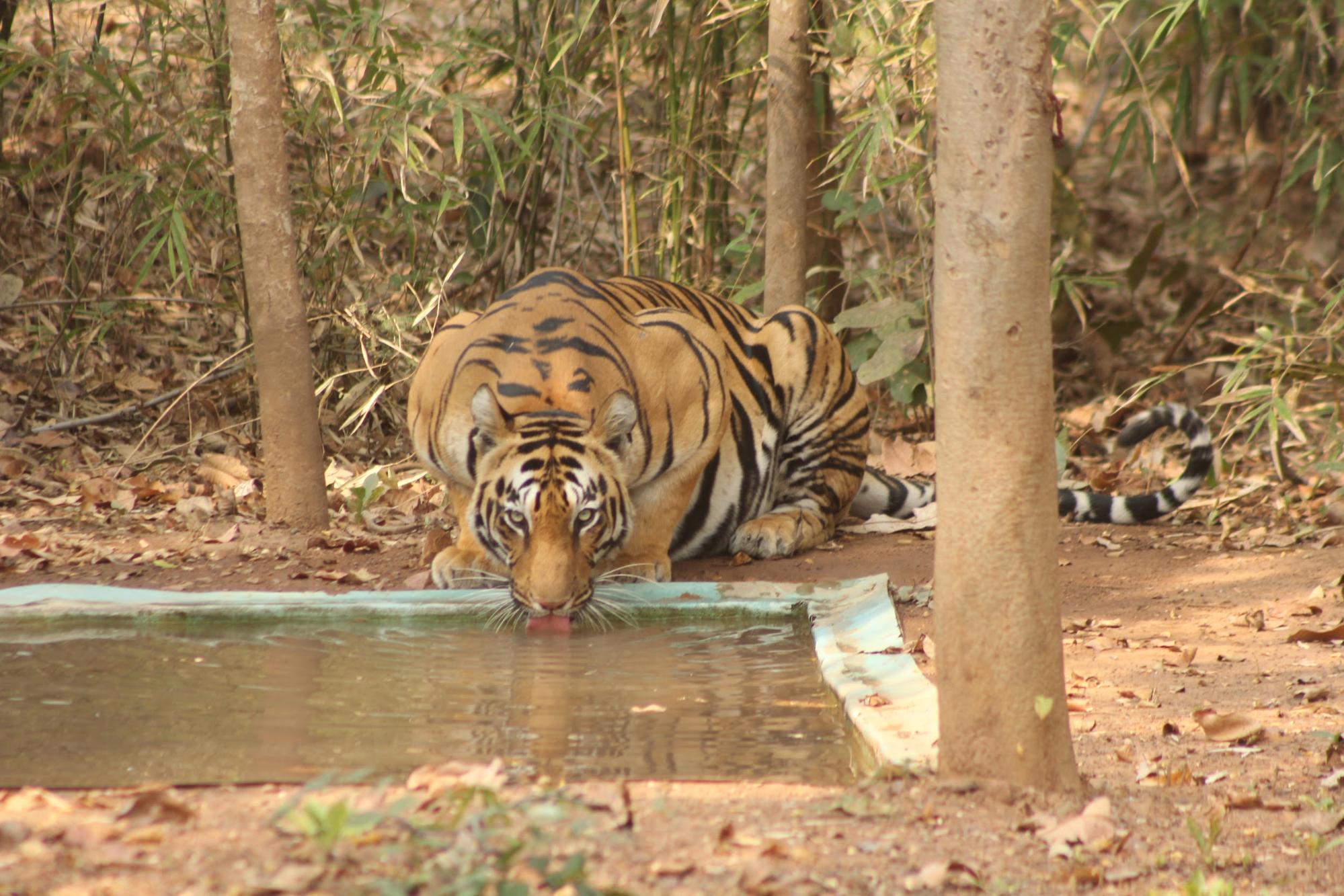 tiger near our resort in tadoba