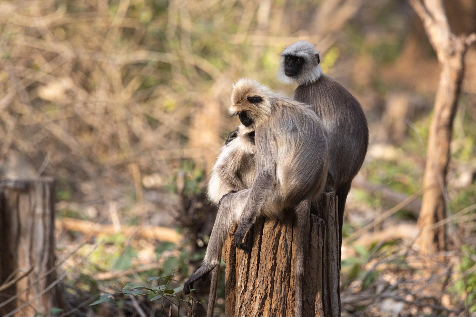  Langurs perching on a tree stump in Kabini