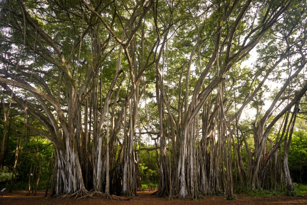 banyan tree near our resort in kabini