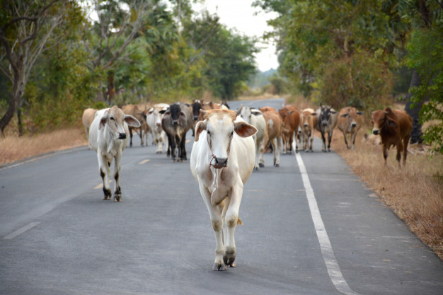  Cows near our resort in Gokarna