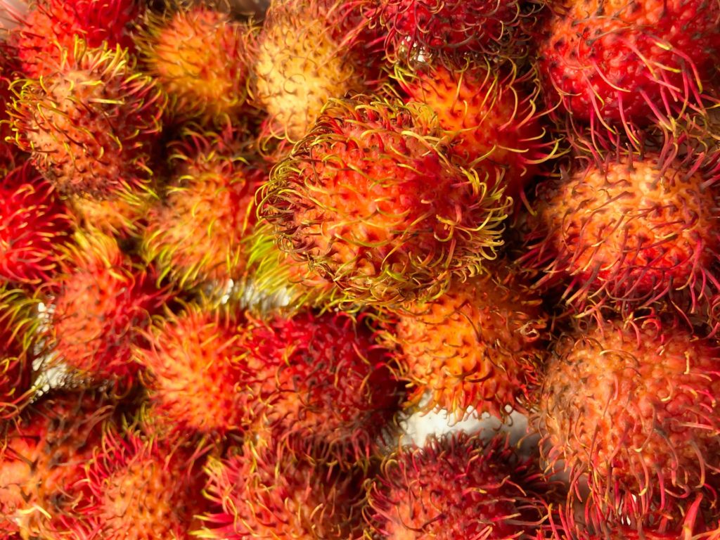 rambutan at our resort in Kabini