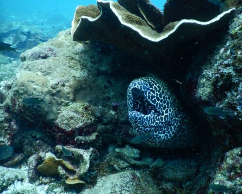 Netrani Island -Underwater Adventures await you!