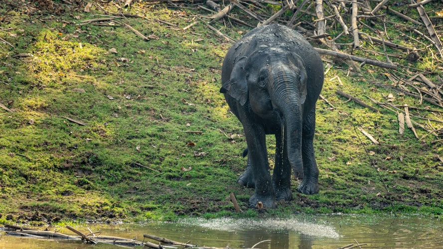  A young elephant drinking and playing with water in Kabini. 