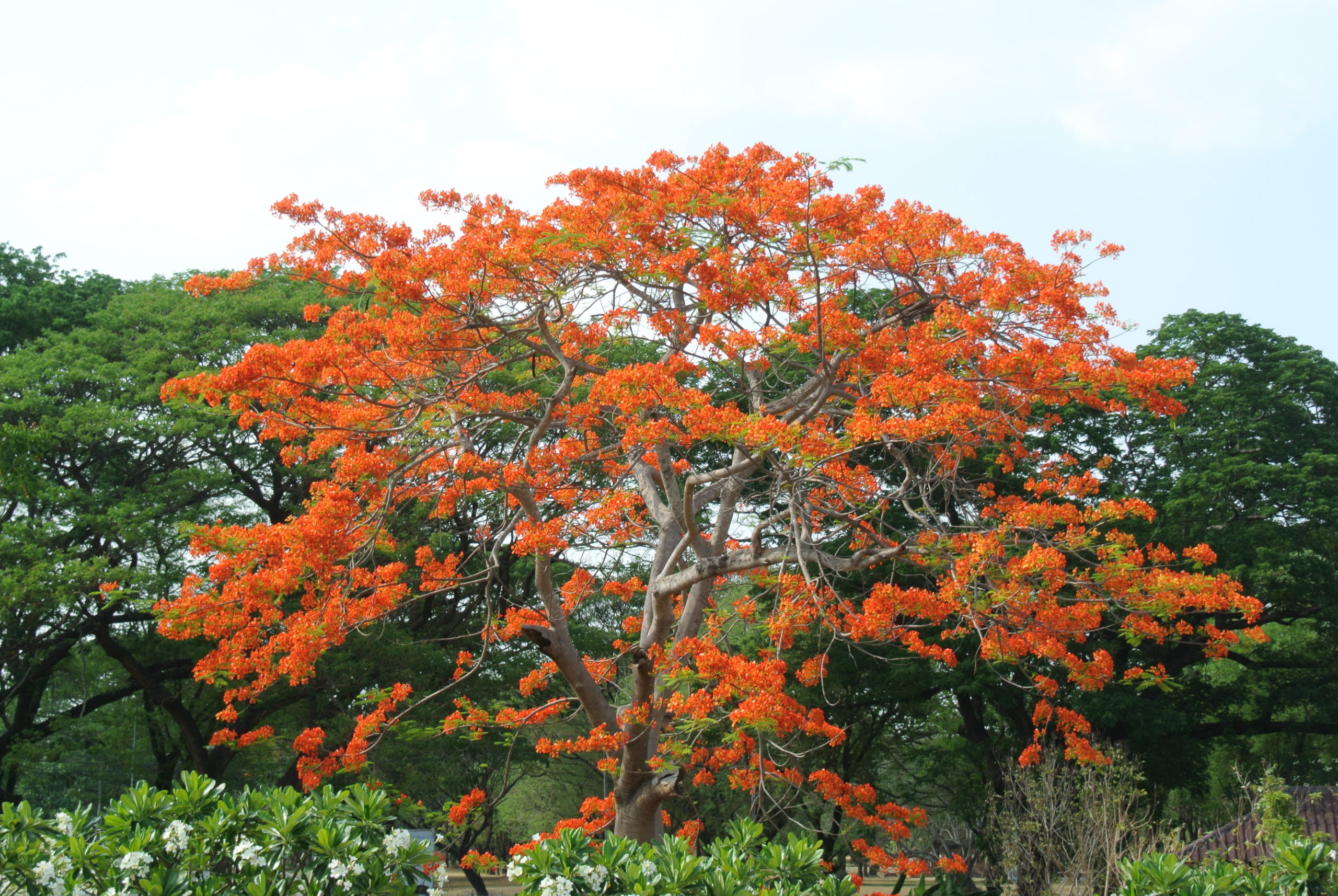 a guide to flora around our wildlife lodge in Tadoba