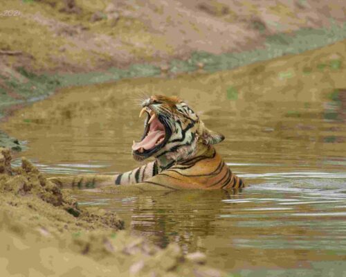 Tigers In Kabini