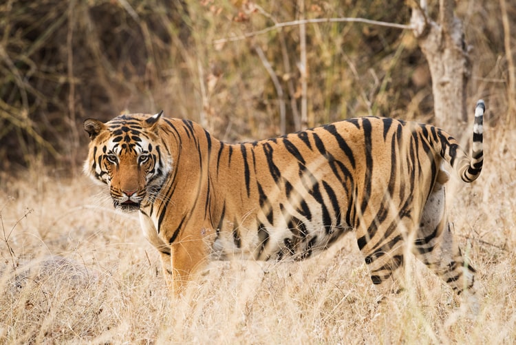 tiger safari in nagpur
