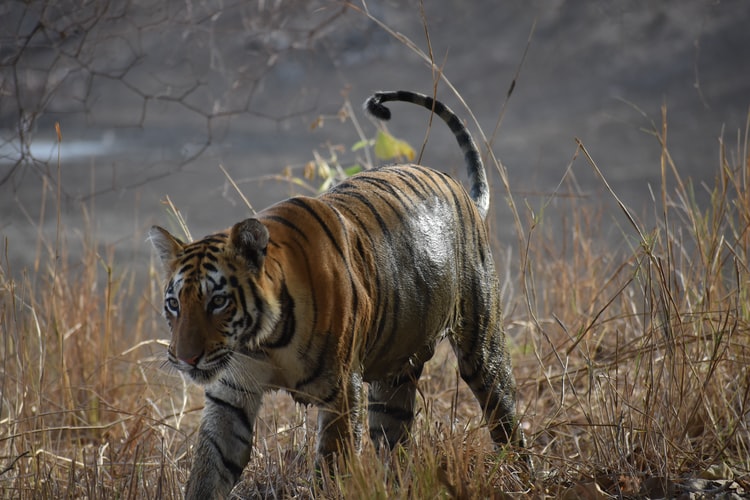 Tiger reserve tadoba