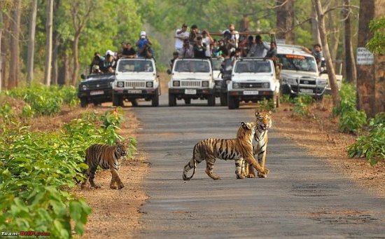 Tigers in Tadoba