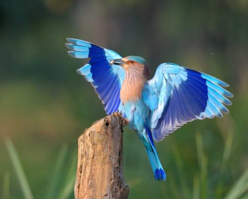 Birdwatching in Tadoba National Park: A Visit to the Lakes of Tadoba