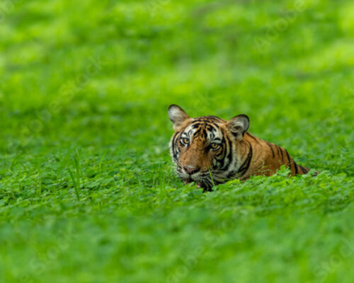 Tadoba in Monsoon: Wildlife & More