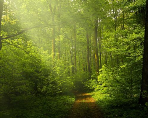 The Legend of Karapura