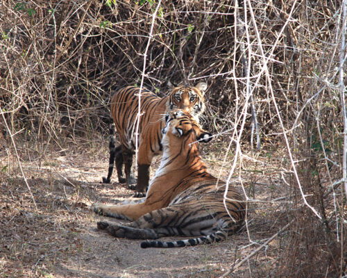 5 Big animals of Tadoba Tiger Reserve