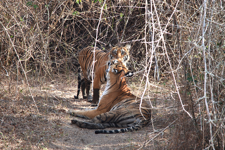 5 Big animals of Tadoba Tiger Reserve - Red Earth