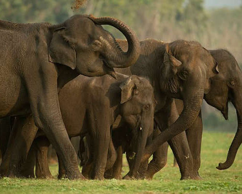 Gundlupet-Kabini route is a visual treat to the travelers