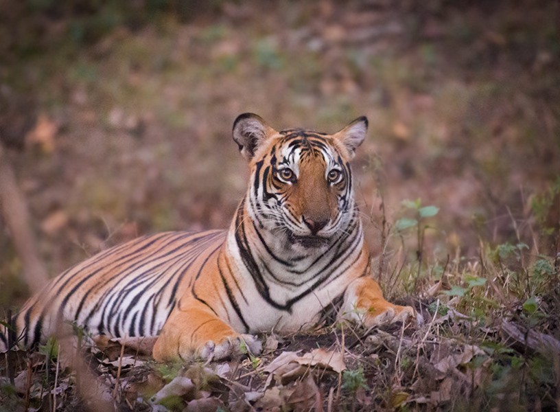 Kabini Tiger